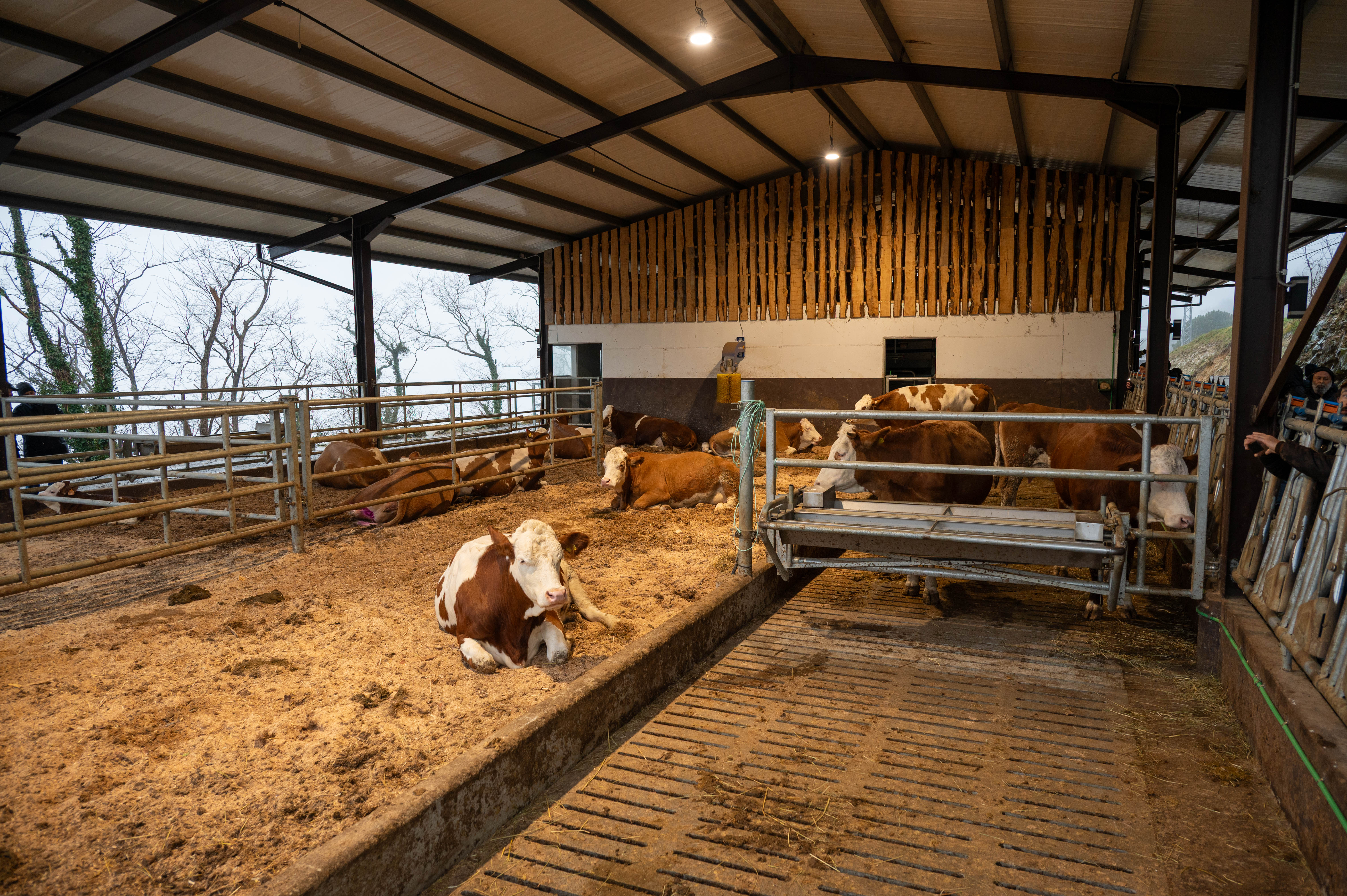 Establo moderno y espacioso de Muniota Baserria